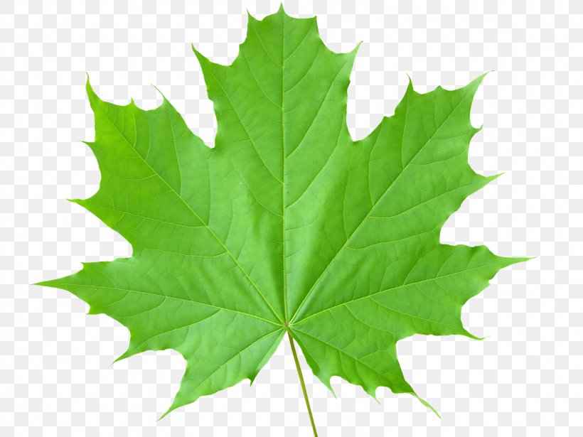 What Color Green are Leaves 