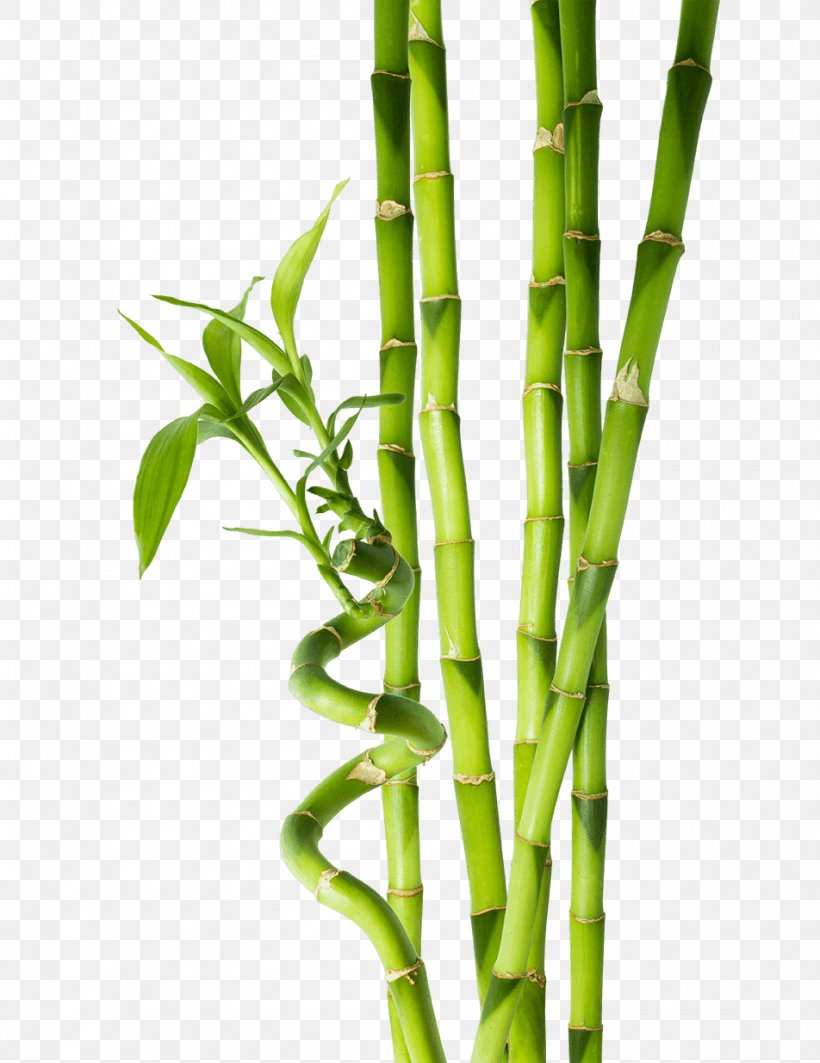 Tropical Bamboo Stock Photography Plant Stem, PNG, 952x1235px, Bamboo, Asparagus, Bud, Grass Family, Grasses Download Free