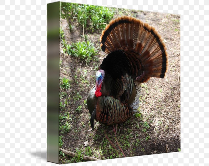 Domesticated Turkey Fauna Beak Domestication, PNG, 612x650px, Domesticated Turkey, Beak, Bird, Domestication, Fauna Download Free