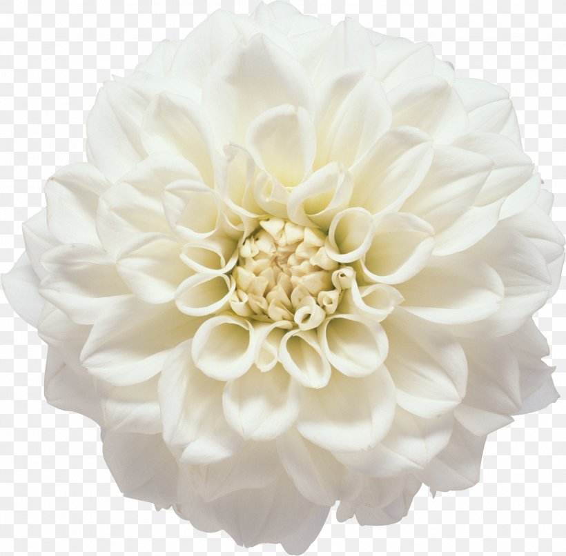 Flower White Photography Clip Art, PNG, 1884x1853px, Flower, Color, Computer Software, Cut Flowers, Dahlia Download Free