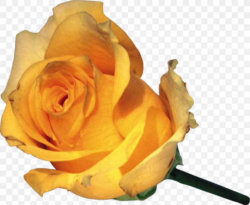 Garden Roses Flower Clip Art, PNG, 1200x986px, Garden Roses, Chrysanthemum, Cut Flowers, Flower, Flowering Plant Download Free