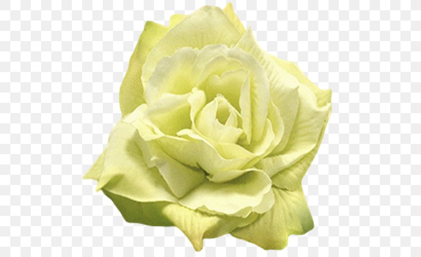 Rose Flower Yellow White Green, PNG, 500x500px, Rose, Color, Coral, Cut Flowers, Eggplant Download Free