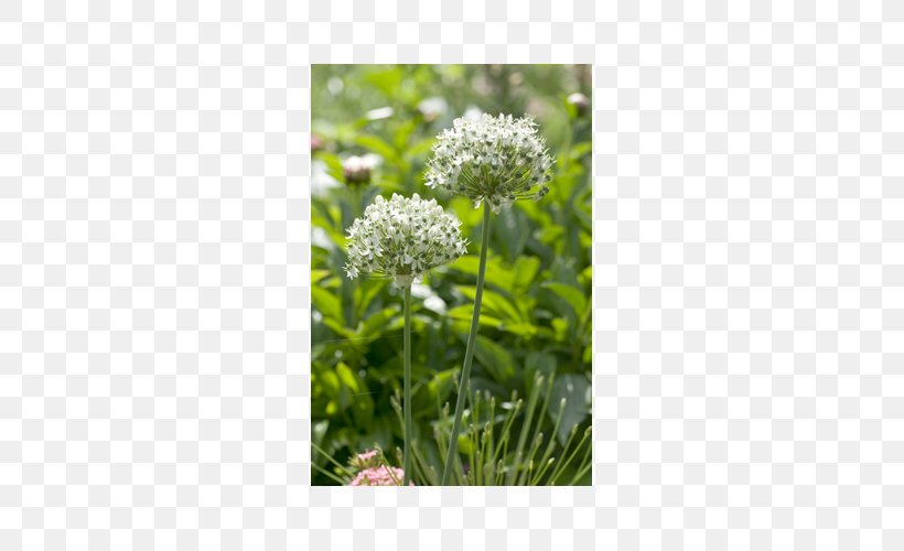 Allium Nigrum Allium Multibulbosum Garden Plant, PNG, 500x500px, Bulb, Allium, Cow Parsley, Flower, Garden Download Free