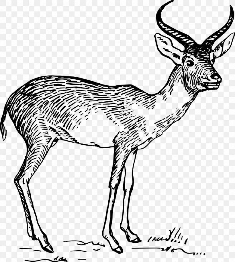 Antelope Pronghorn Gazelle Drawing Clip Art, PNG, 896x1000px, Antelope, Animal Figure, Antler, Art, Black And White Download Free