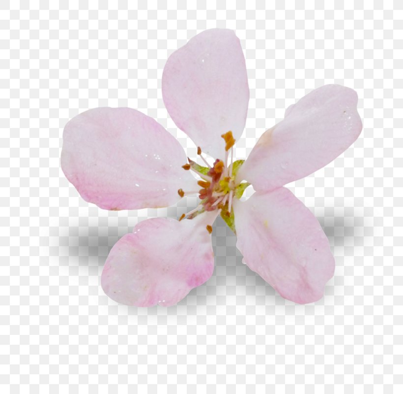 Cherry Blossom Pink M ST.AU.150 MIN.V.UNC.NR AD, PNG, 800x800px, Blossom, Cherry, Cherry Blossom, Flower, Petal Download Free