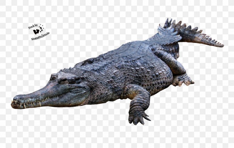 Crocodiles American Alligator, PNG, 1124x710px, Crocodile, Alligator, American Alligator, Caiman, Crocodile Clip Download Free