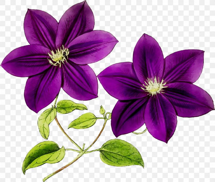 Image Hashtag Leather Flower Photography, PNG, 2860x2426px, Hashtag, Clematis, Flower, Flowering Plant, Instagram Download Free