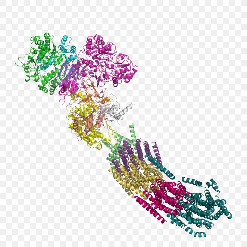NADH:ubiquinone Oxidoreductase Nicotinamide Adenine Dinucleotide Enzyme Dehydrogenase, PNG, 2048x2048px, Nadhubiquinone Oxidoreductase, Art, Body Jewelry, Coenzyme, Conjugated Protein Download Free