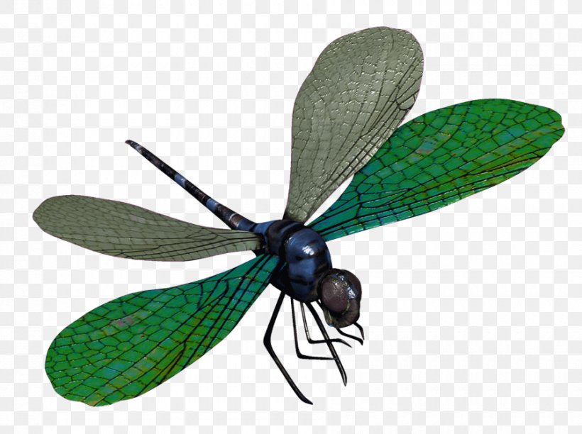 The Dragonfly Clip Art Transparency, PNG, 900x672px, Dragonfly, Arthropod, Carpenter Bee, Damselflies, Damselfly Download Free