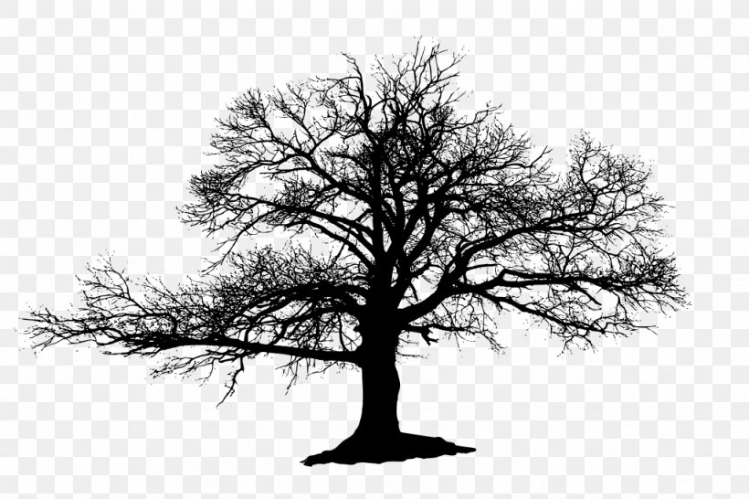 The Lonely Tree Oak Silhouette, PNG, 1024x682px, Lonely Tree, Black And White, Branch, Drawing, Leaf Download Free