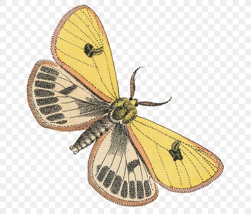 Butterfly Insect Pieridae Colias Arthropod, PNG, 666x700px, Butterfly, Animal, Arthropod, Brush Footed Butterfly, Butterflies And Moths Download Free