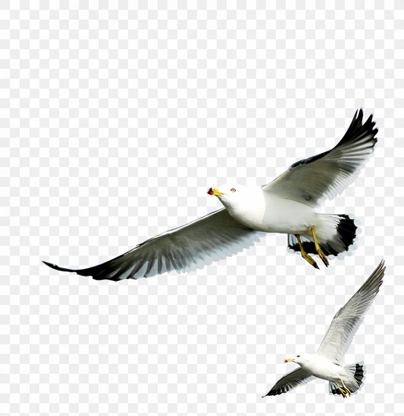 European Herring Gull Gulls, PNG, 855x883px, European Herring Gull, Beak, Bird, Charadriiformes, Common Gull Download Free