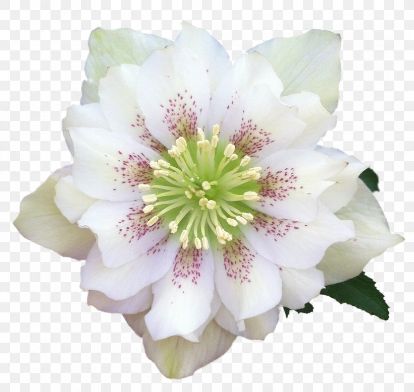 Helleborus Niger Flower Helleborus Orientalis Garden Roses, PNG, 1083x1028px, Helleborus Niger, Cut Flowers, Flower, Flowering Plant, Garden Download Free