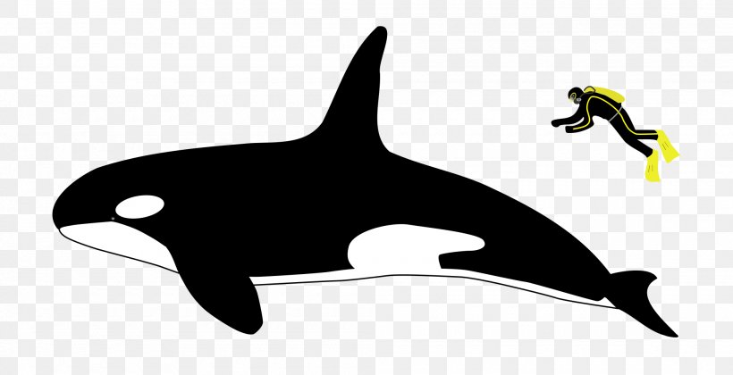 Killer Whale Dolphin Dorsal Fin Whale Watching, PNG, 2000x1026px, Killer Whale, Apex Predator, Beak, Black And White, Cetacea Download Free
