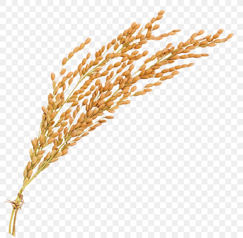 Oryza Sativa Rice Beer, PNG, 800x800px, Oryza Sativa, Beer, Caryopsis, Cereal, Cereal Germ Download Free