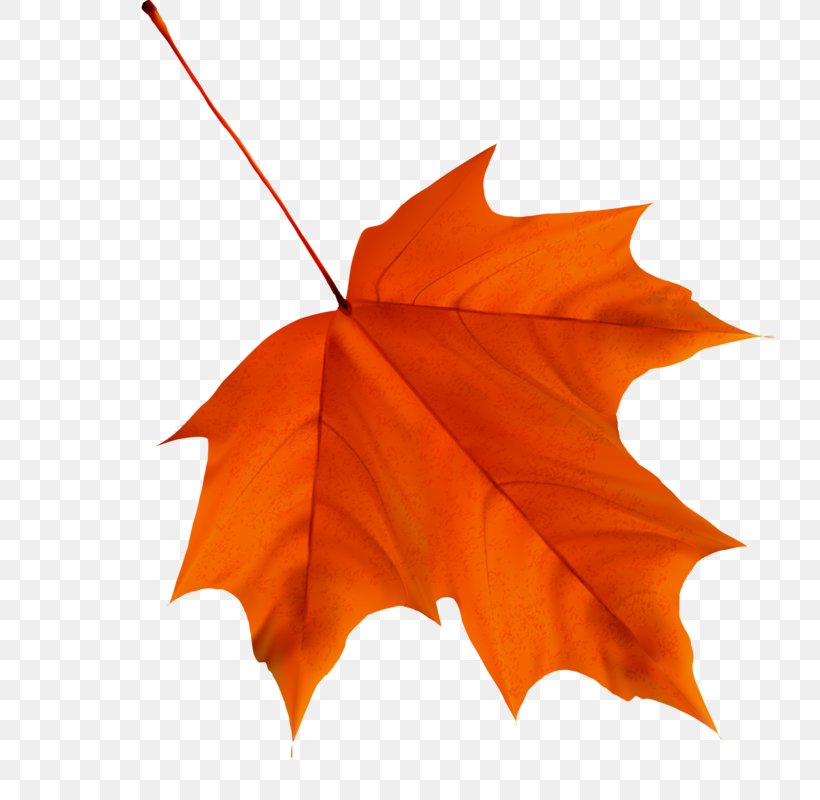 Maple Leaf Autumn Leaf Color Desktop Wallpaper, PNG, 732x800px, Maple Leaf, Autumn, Autumn Leaf Color, Green, Leaf Download Free