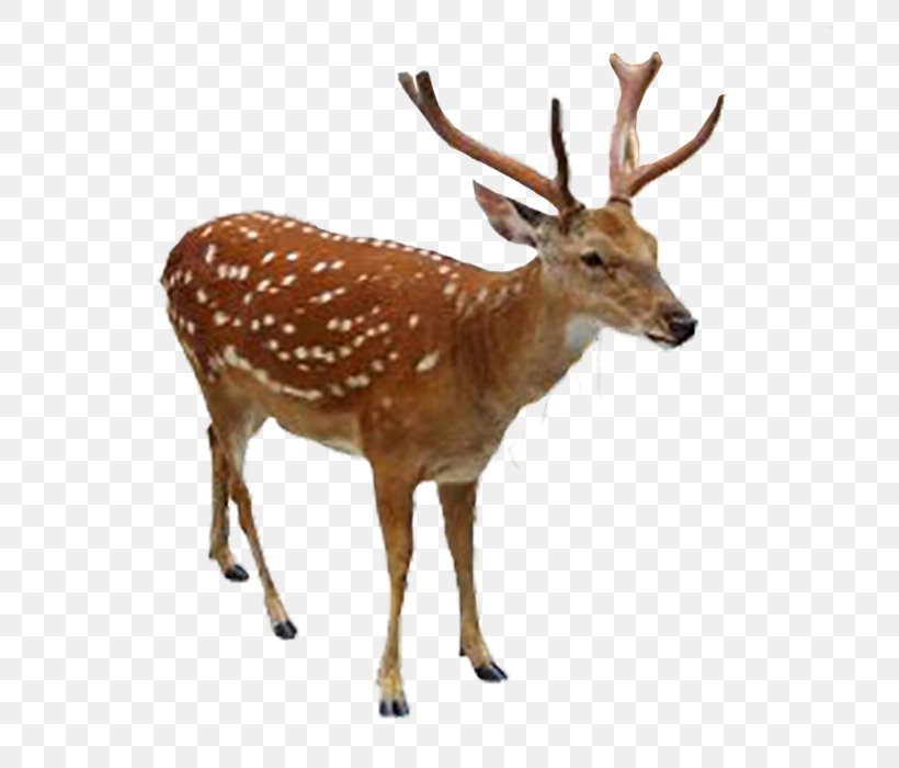 Reindeer Elk White-tailed Deer Sika Deer, PNG, 700x700px, Deer, Accident, Antler, Christmas, Deer Dance Download Free