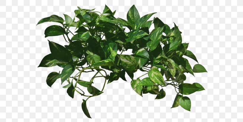 Vine Plant Devil's Ivy, PNG, 600x412px, Vine, Aquatic Plants, Branch, Evergreen, Flowerpot Download Free