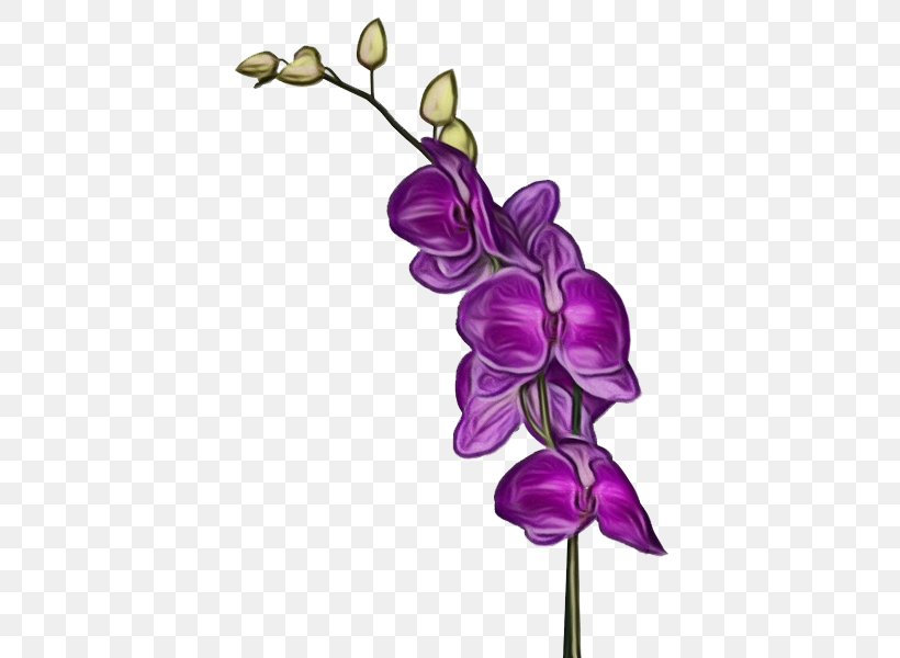 Violet Flower Purple Plant Flowering Plant, PNG, 600x600px, Watercolor, Branch, Flower, Flowering Plant, Leaf Download Free