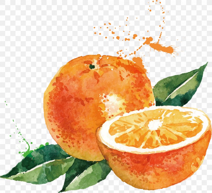Watercolor Painting Drawing Orange Illustration, PNG, 1449x1326px, Watercolor Painting, Art, Bitter Orange, Citrus, Clementine Download Free