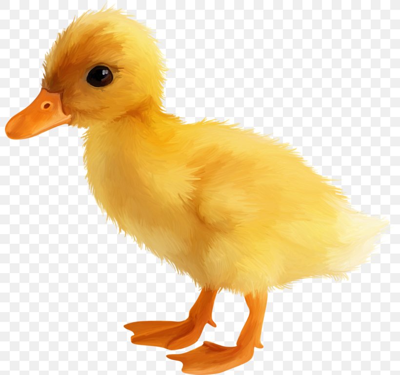 Yellow Duck, PNG, 800x769px, Duck, Animal, Beak, Bird, Chicken Download Free