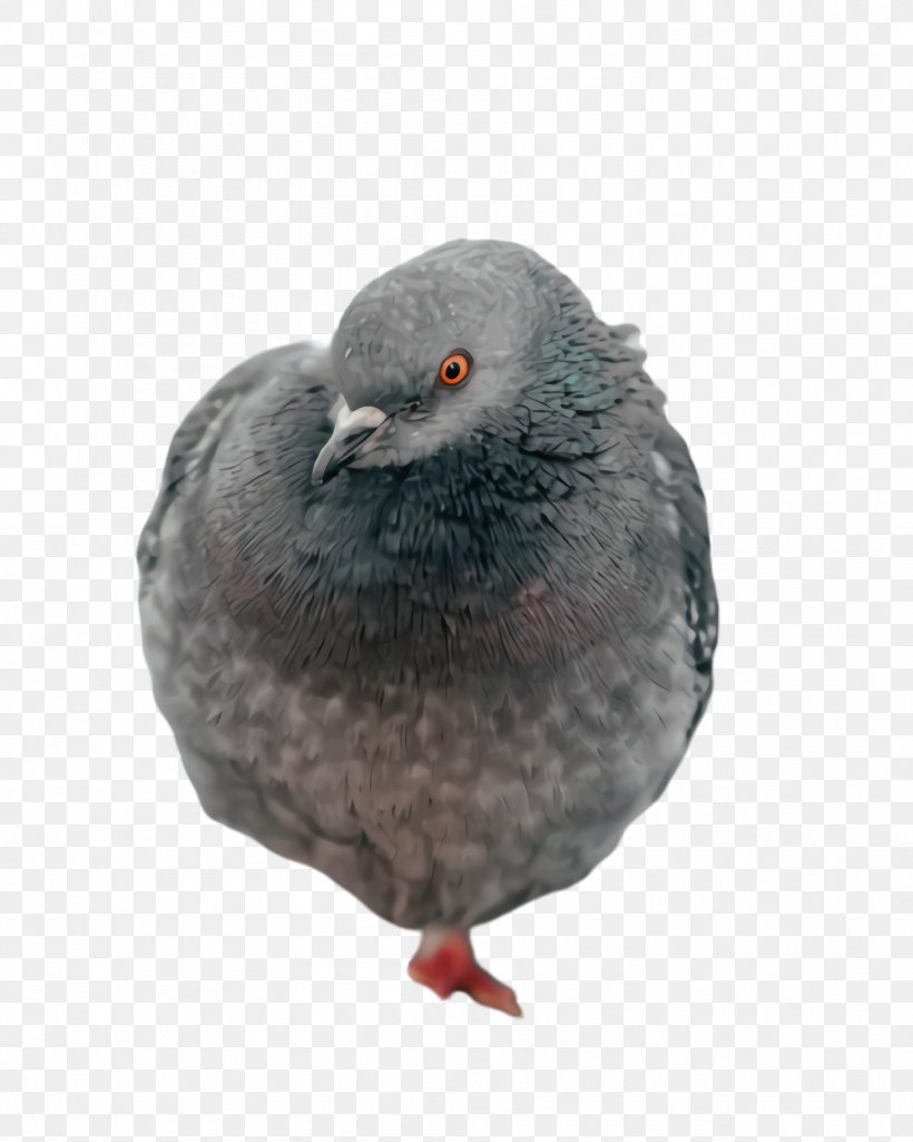 Dove Bird, PNG, 1788x2236px, Pigeon, Beak, Bird, Columbiformes, Domestic Pigeon Download Free