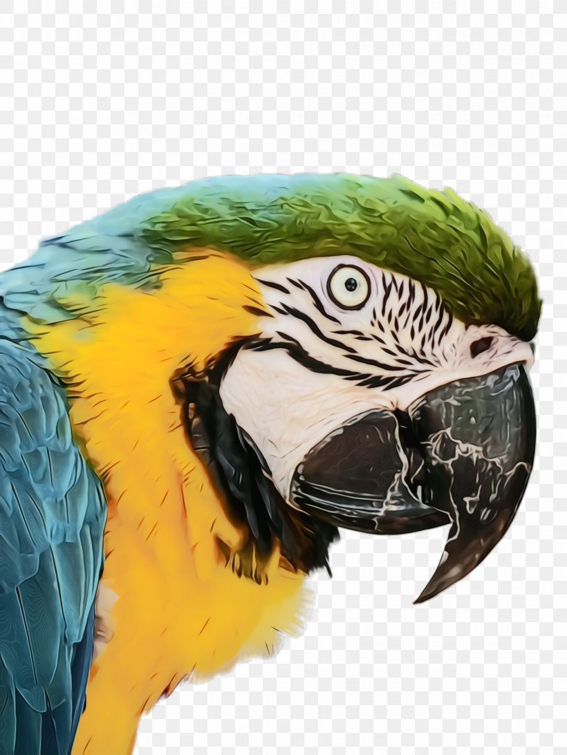 Feather, PNG, 1732x2308px, Watercolor, Beak, Bird, Feather, Macaw Download Free