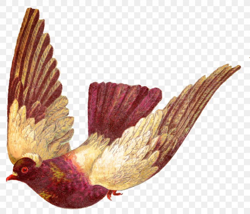 Homing Pigeon Bird Columbidae English Carrier Pigeon Clip Art, PNG, 1600x1366px, Homing Pigeon, Beak, Bird, Bird Flight, Chicken Download Free