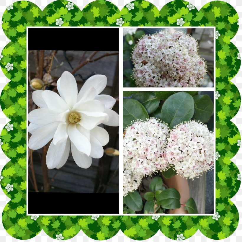 Hydrangea Viburnum Shrub Spring Framework, PNG, 1920x1920px, Hydrangea, Flora, Flower, Flowering Plant, Petal Download Free