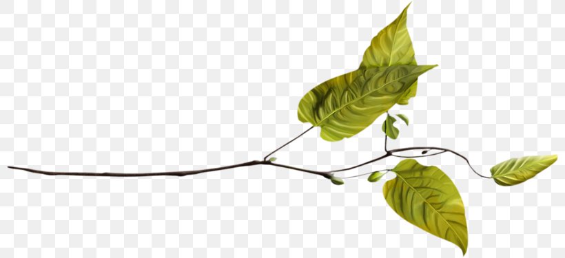 Twig Plant Stem Leaf, PNG, 800x375px, Twig, Branch, Leaf, Organism, Plant Download Free