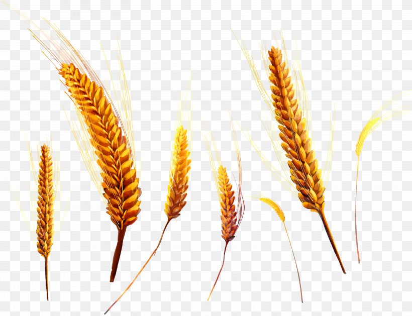 Wheat Ear, PNG, 6238x4789px, Wheat, Aartje, Barleycorn, Cereal, Commodity Download Free