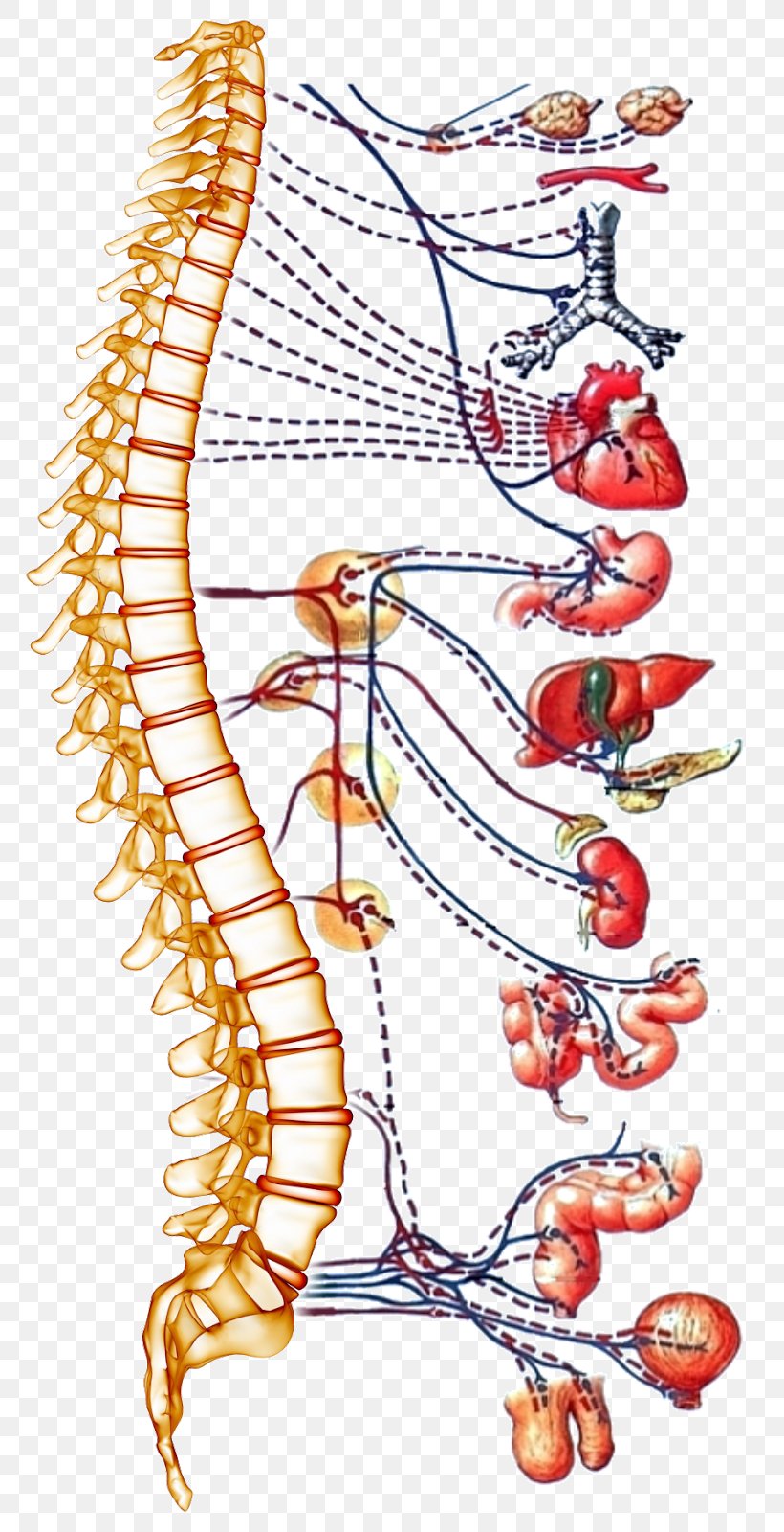 Autonomic Nervous System Spinal Cord Human Body Vertebral Column, PNG, 805x1600px, Watercolor, Cartoon, Flower, Frame, Heart Download Free