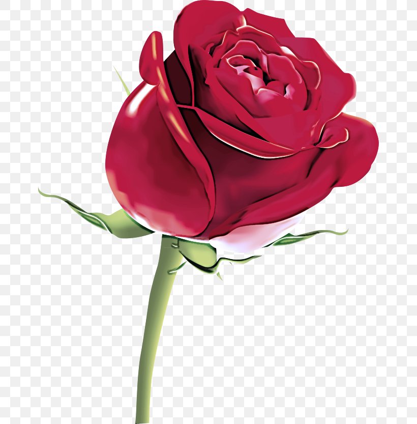 Garden Roses, PNG, 670x833px, Flower, Cut Flowers, Flowering Plant, Garden Roses, Hybrid Tea Rose Download Free