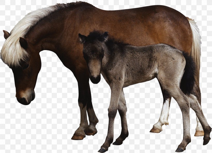 Horse Laptop Dog Ultrasonography Ultrasound, PNG, 1200x868px, 3d Ultrasound, Horse, Animal, Colt, Dog Download Free