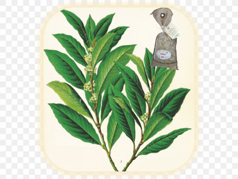 Köhler's Medicinal Plants Bay Laurel Bay Leaf, PNG, 1600x1200px, Bay Laurel, Apollo And Daphne, Bay Leaf, Botany, Evergreen Download Free