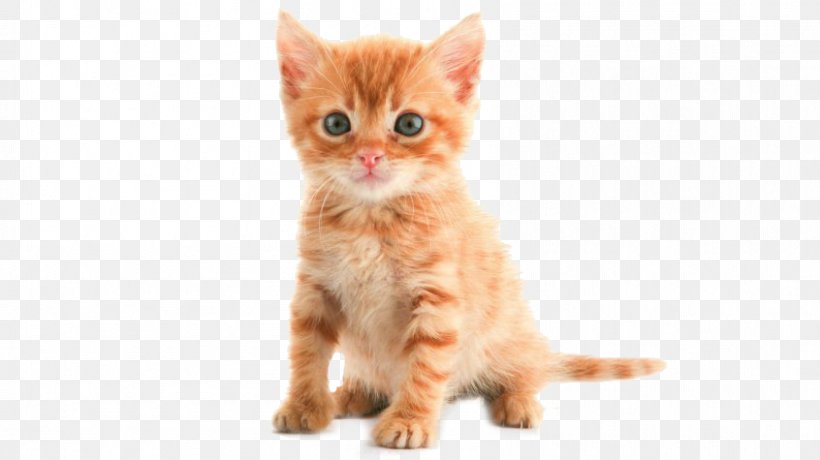 Kitten American Shorthair Toyger Bombay Cat Persian Cat, PNG, 846x475px, Kitten, American Shorthair, Animal, Bengal Cat, Bombay Cat Download Free