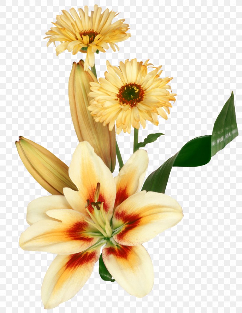 Message Night Video, PNG, 1238x1600px, Message, Cut Flowers, Daisy, Daisy Family, Day Download Free
