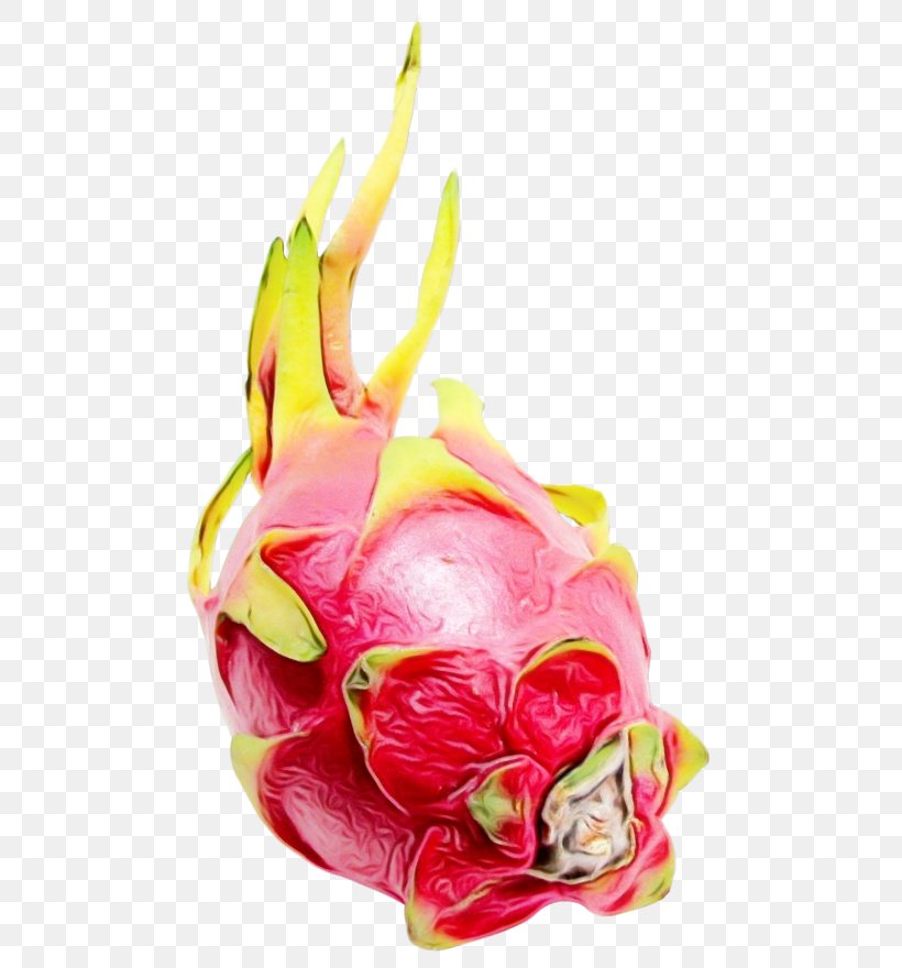 Pitaya Dragonfruit Fruit Food Pink, PNG, 500x880px, Watercolor, Dragonfruit, Flower, Food, Fruit Download Free
