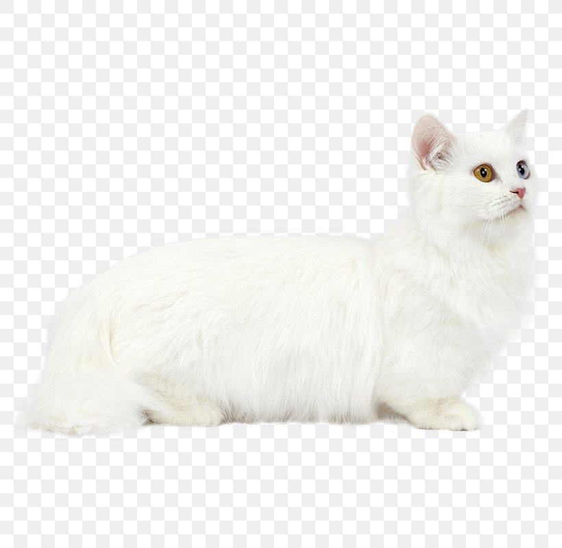 Burmilla Munchkin Cat Persian Cat Turkish Van Burmese Cat, PNG, 800x800px, Burmilla, American Wirehair, Asian, Asian Semi Longhair, Asian Semilonghair Download Free