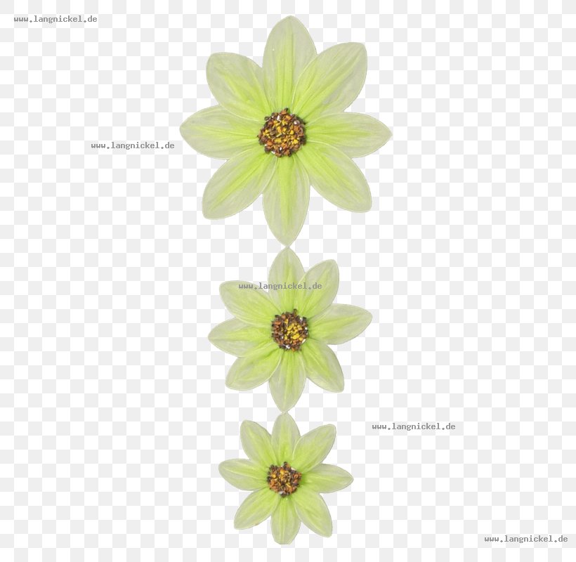 Dahlia, PNG, 800x800px, Dahlia, Daisy Family, Flower, Flowering Plant, Petal Download Free