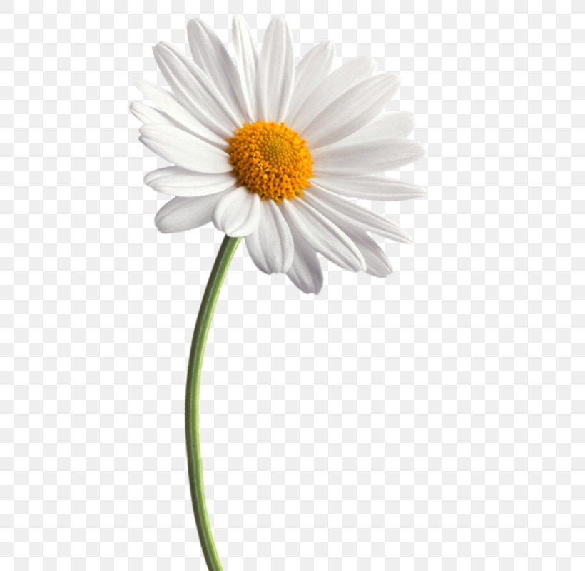 Flower Daisy Family Clip Art Common Daisy, PNG, 474x800px, Flower, Artificial Flower, Aster, Chamaemelum Nobile, Common Daisy Download Free