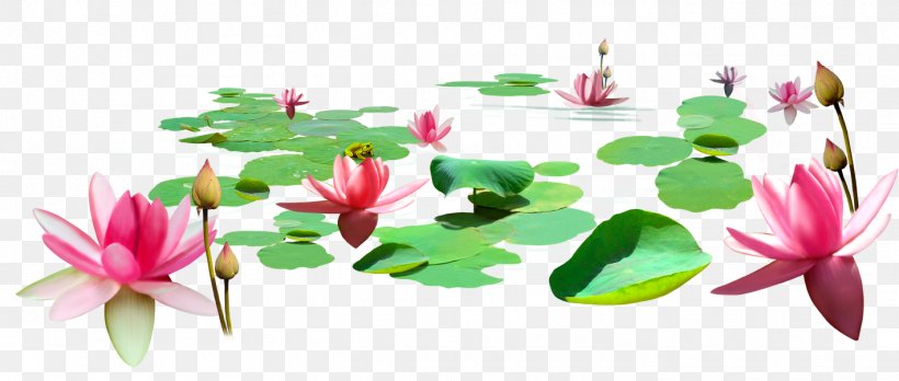 Lotus Pond Nelumbo Nucifera Cartoon, PNG, 1419x603px, Lotus Pond, Aquatic Plant, Buddhahood, Cartoon, Designer Download Free