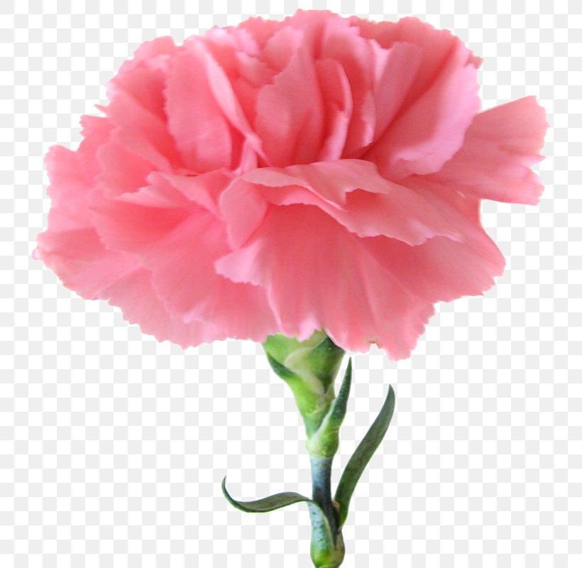 Carnation Birth Flower Pink Flowers, PNG, 749x800px, Carnation, Birth Flower, Color, Coral, Cut Flowers Download Free