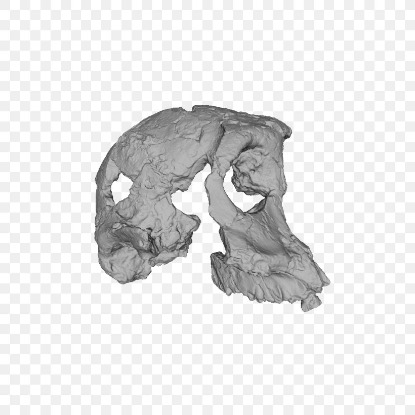 Mammal Jaw White H&M, PNG, 1230x1230px, Mammal, Arm, Black And White, Bone, Drawing Download Free