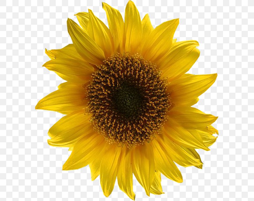 Vector Graphics Common Sunflower Clip Art Euclidean Vector Image, PNG, 595x650px, Common Sunflower, Annual Plant, Art, Asterales, Daisy Family Download Free