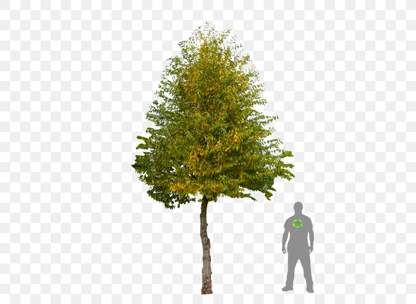 Carpinus Betulus Pine Witch-hazel Broad-leaved Tree Prunus, PNG, 450x600px, Carpinus Betulus, Beech, Branch, Broadleaved Tree, Conifer Download Free