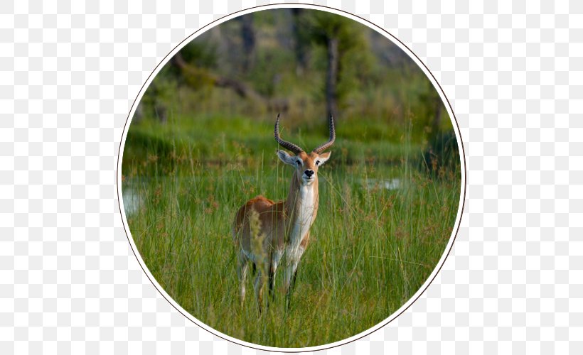 Kgalagadi Transfrontier Park Central Kalahari Game Reserve Okavango Delta Nature Reserve, PNG, 500x500px, Central Kalahari Game Reserve, Africa, Antelope, Antler, Botswana Download Free