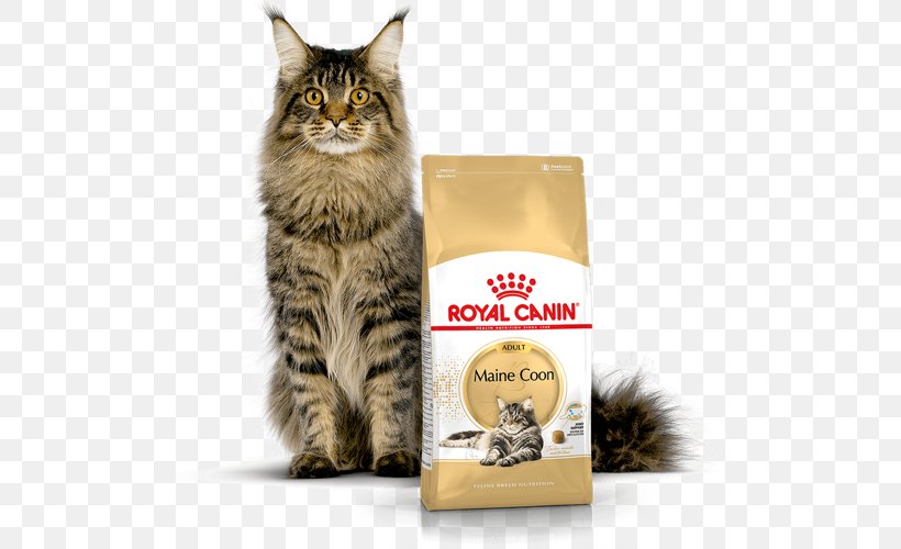 Maine Coon Cat Food Persian Cat Raccoon British Shorthair Png