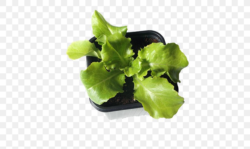 Romaine Lettuce Leaf Greens Plants, PNG, 650x488px, Lettuce, Bolt, Flower, Flowerpot, Greens Download Free