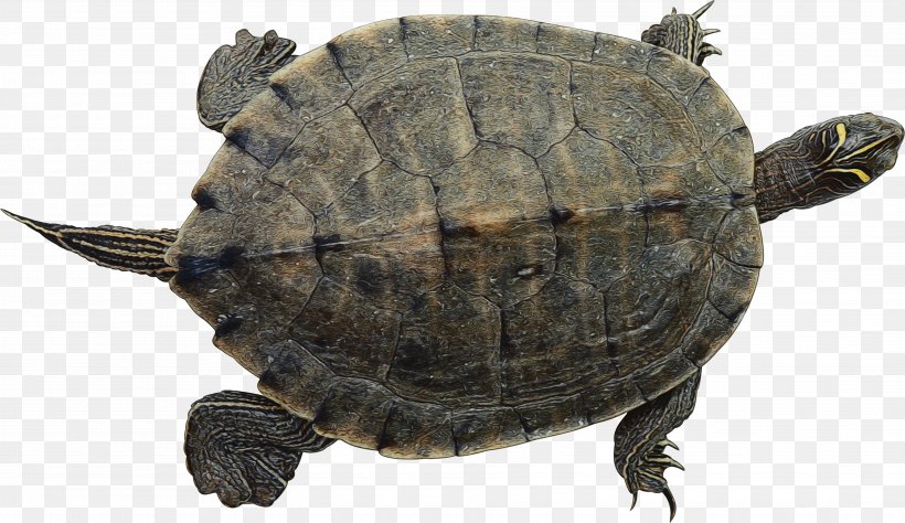 Sea Turtle Background, PNG, 3739x2162px, Watercolor, Animal, Box Turtle, Box Turtles, Common Snapping Turtle Download Free